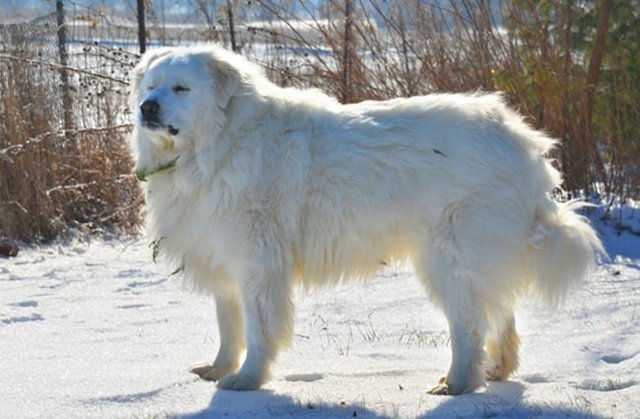 世界上著名的二十种超大型狗,你认识多少?_牧羊犬