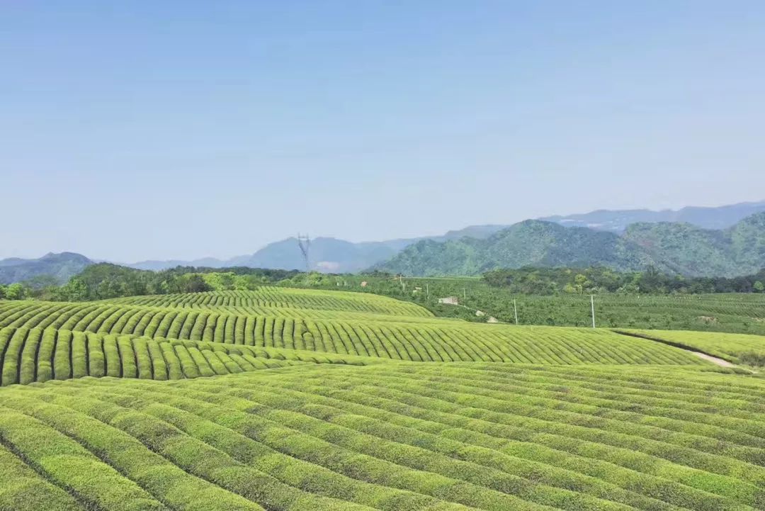 鄞江它山堰白茶基地就在清修岭古道旁,沿着蜿蜒小路而上,如波浪般的插