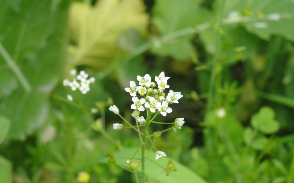 小孙孙今天挖"荠菜"