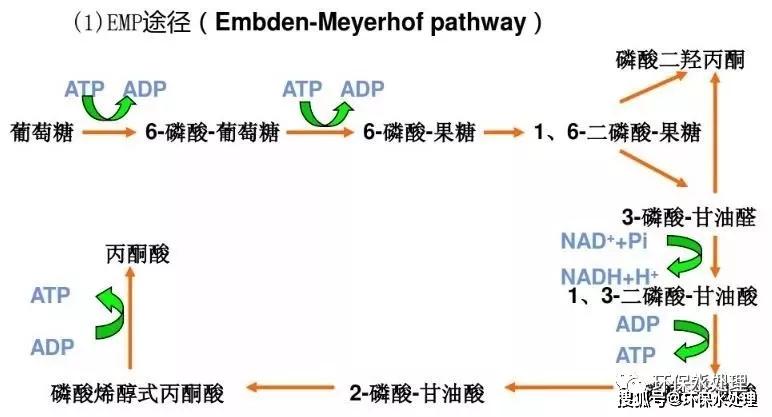 主要分为四种途径:emp , hmp , ed ,磷酸解酮酶途