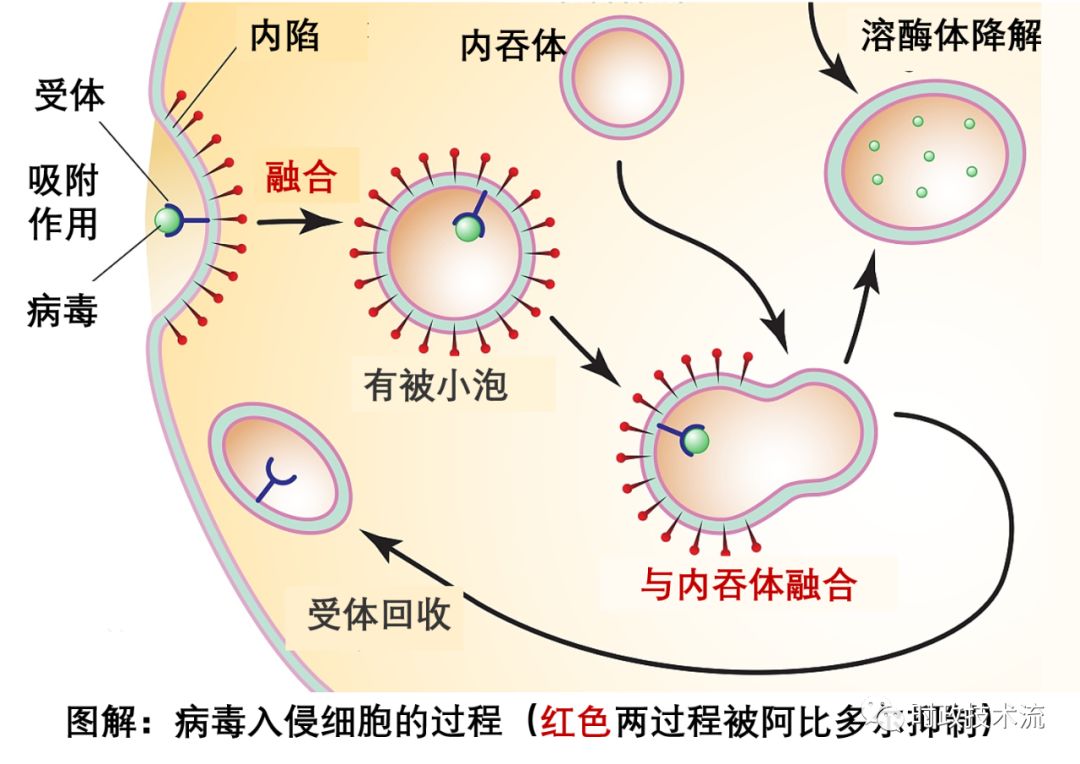 有包膜病毒进入宿主细胞的方式(有包膜病毒进入宿主细胞的方式是)