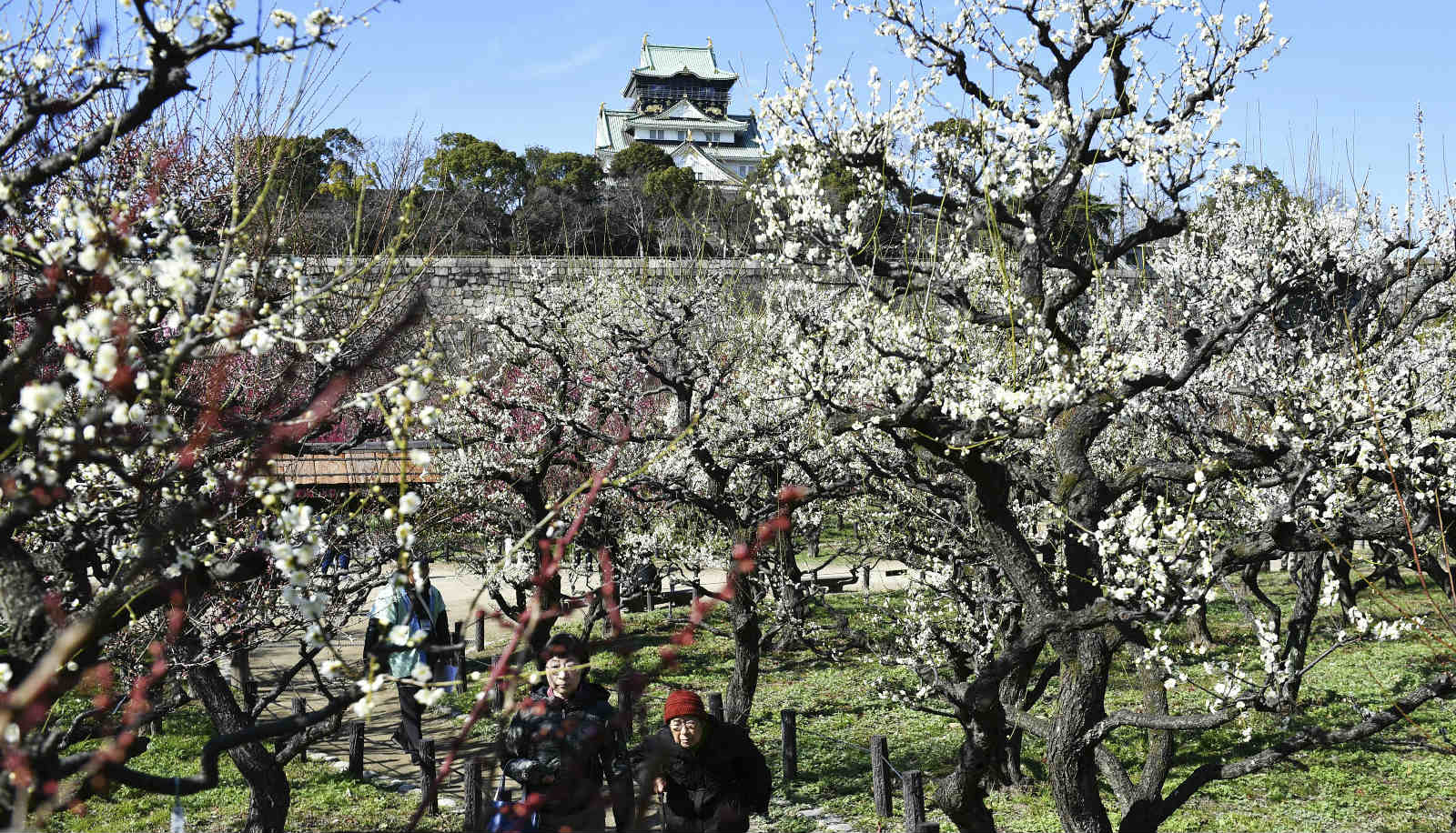 日本大阪城公园梅花盛放 吸引游人驻足观赏 图片