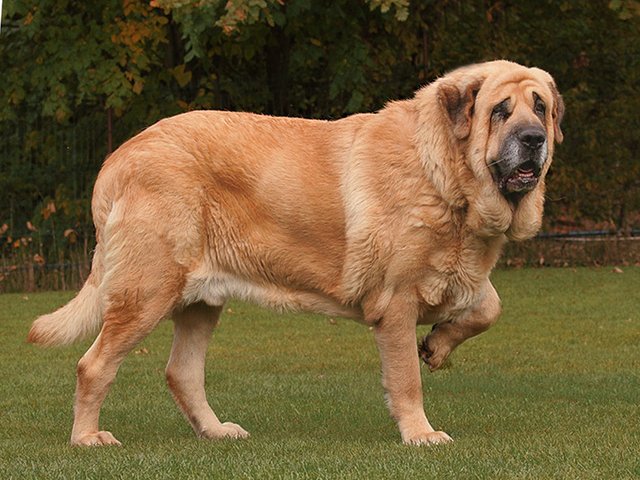 世界上著名的二十种超大型狗,你认识多少?_牧羊犬