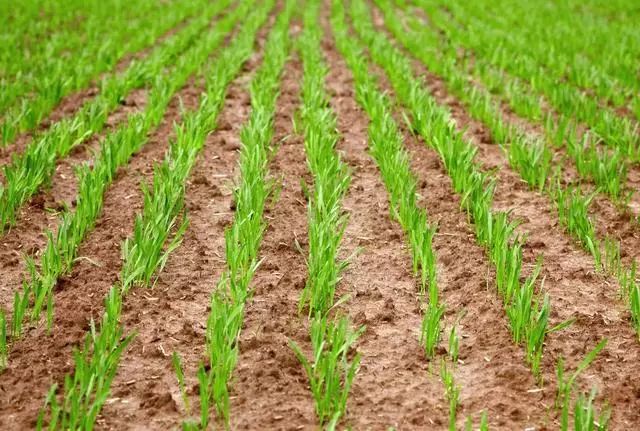 立春 2020年全国冬小麦春季管理技术意见