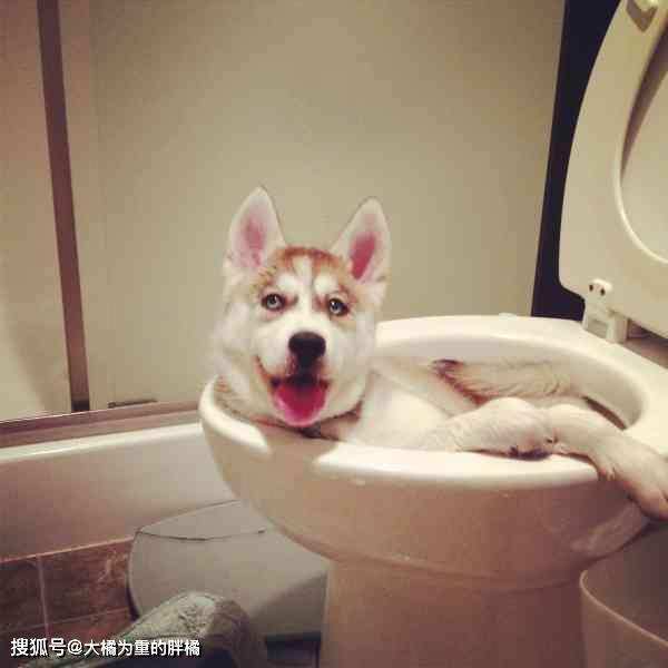原创狗狗就是专为搞笑而生的！10张狗狗趣图让你笑不停！你家有狗狗没