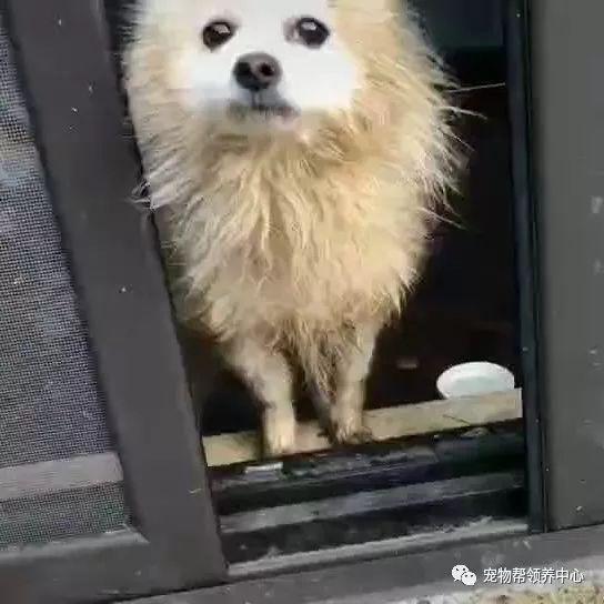疫情期间看到狗狗被困在家邻居的举动感动了无数人