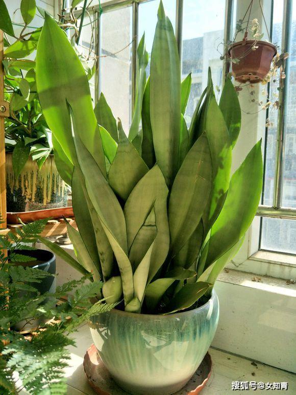 龟背竹怎样能长粗根 1dac1b54a8ca403ca4800c65ea62fe0a.jpeg