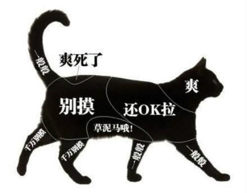 猫咪最渴望被抚摸的6个部位 别不好意思 这是爱它的表现 头部