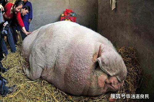 中国猪王:重1800斤几经生死,央视为其拍纪录片,死后注塑村民供奉