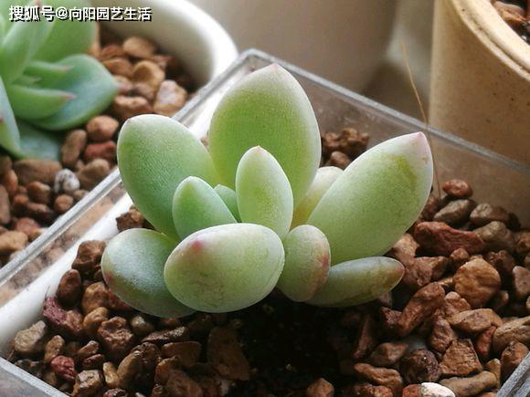 多肉怎么栽种用什么土 2f466dca74dc41c4bcf9e3e993cc1f41.jpeg
