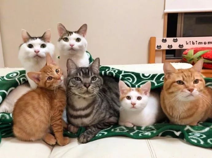 家里怎么给小猫取暖 34910d9b724242c0a780ee3fbd36a5c5.jpeg