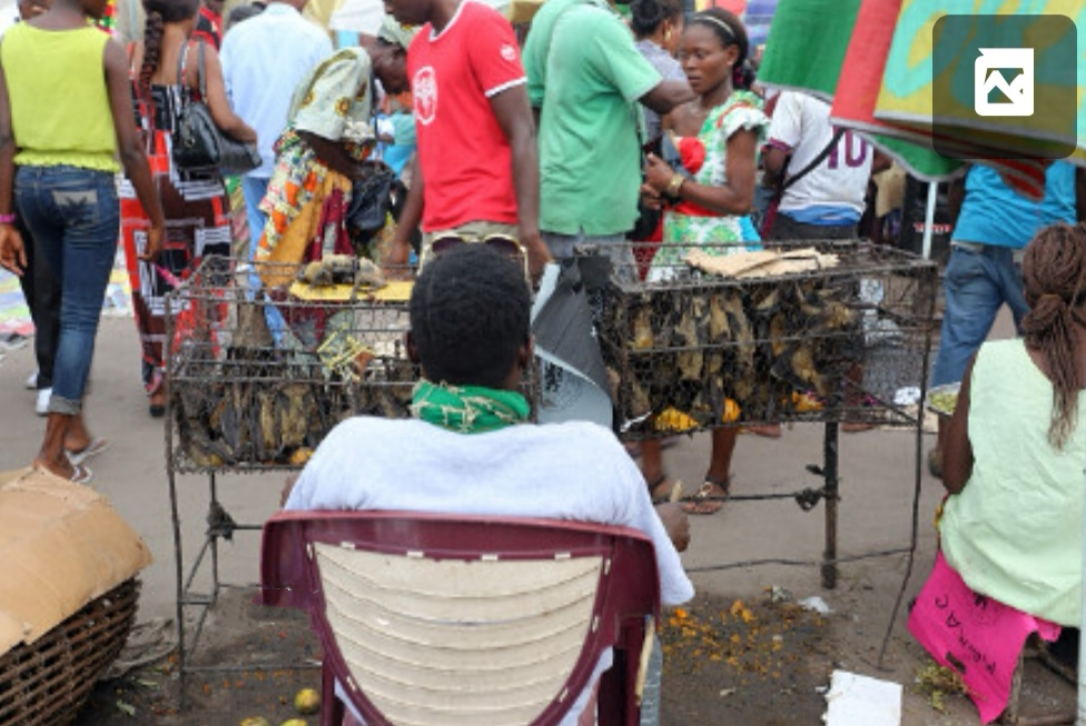 盘点那些年由动物病毒引发的疫情