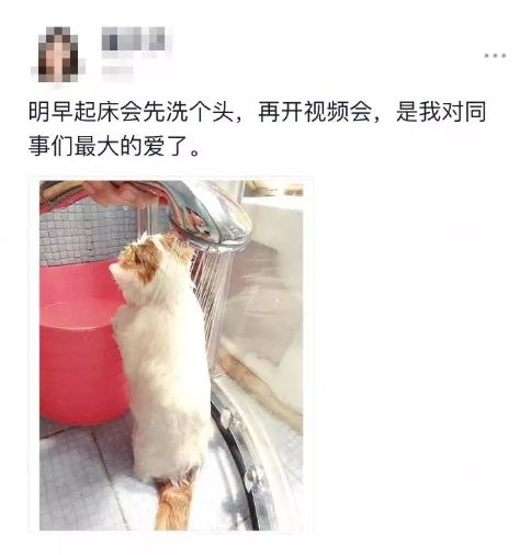 在家上班第3天，美颜办公出现了（图文）