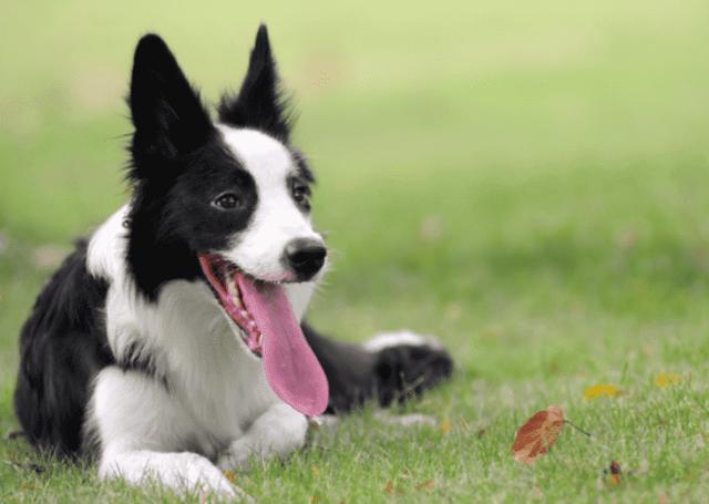 宠物排名前十_排名前十微信头像图片(2)