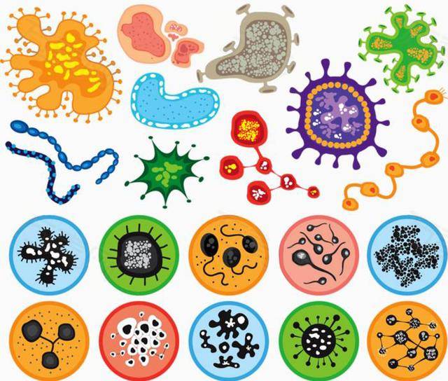 很多人并不知道其实科普配图为了直观,并没有还原微生物本来的样子