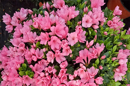 杜鹃是什么类型的气质 58cfafb01f6c4f35bcb17b6a3c3813e0.jpeg