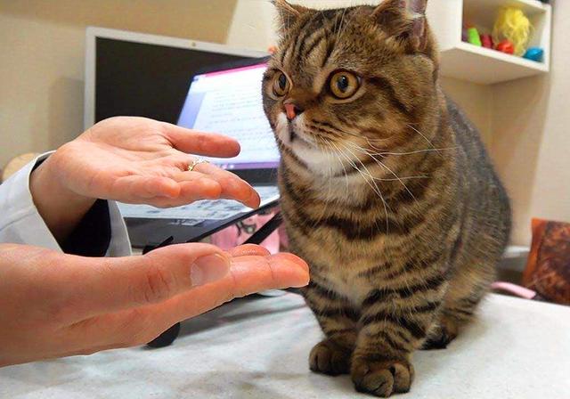 辟谣猫咪会传染新型冠状病毒不但不会它们甚至不被感染