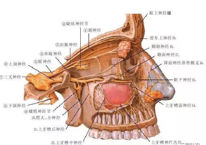 蝶腭神经是三叉神经上颌支的分支,在上颌神经干下方约2mm处与翼管神经