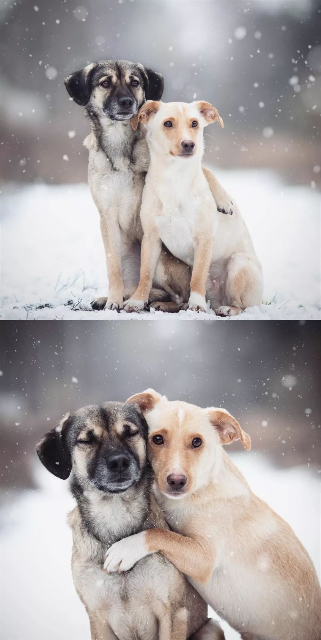 透过这两只狗子的照片,我们看到了最纯真的友情!