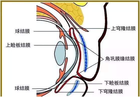 结膜为一层薄而透明的粘膜组织,覆盖在眼睑后面和眼球前面,分睑结膜