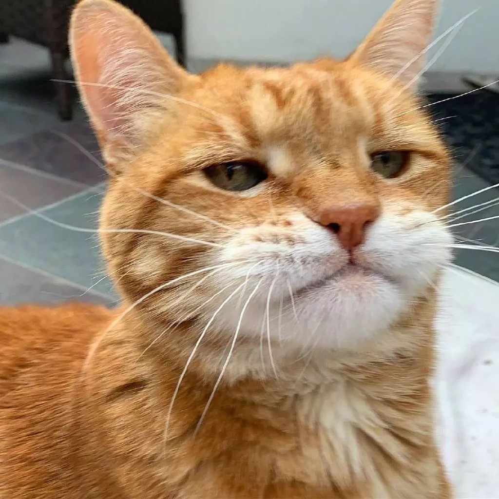 橘猫marley的假期日常,还是个自带口罩的小可爱!