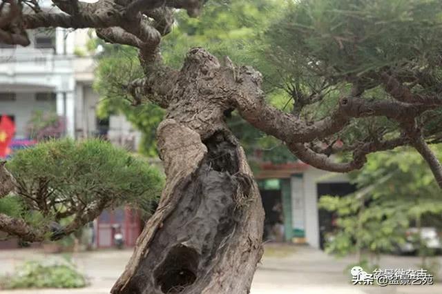这个木麻黄盆景的树干像浮木一样粗糙,树核的一部分在树干内留下了一