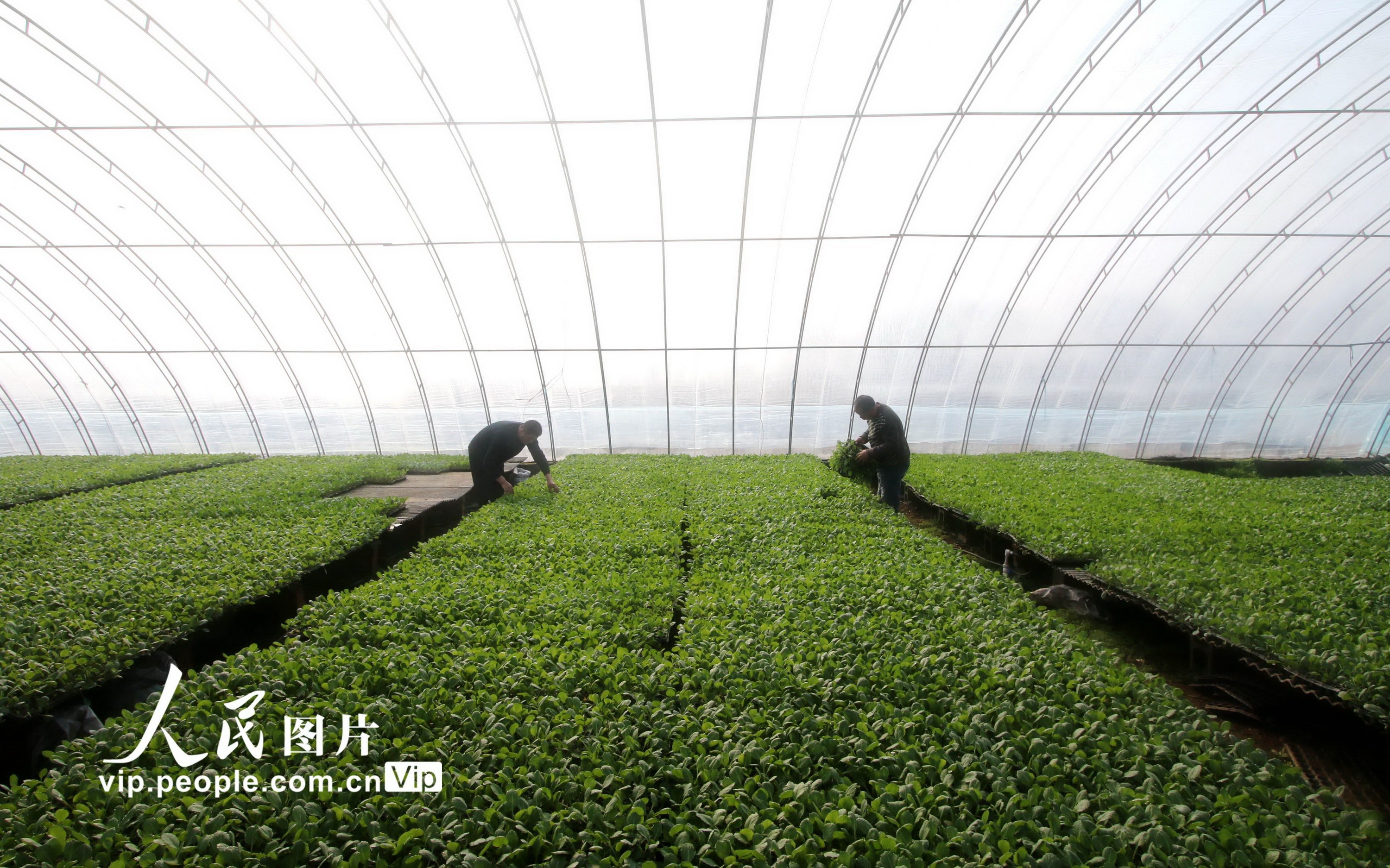 西河庄乡人口_设施蔬菜保障“菜篮子”供应