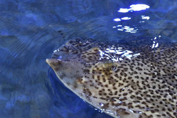 「环球网」克罗地亚水族馆新生团扇鳐宝宝水中“微笑”