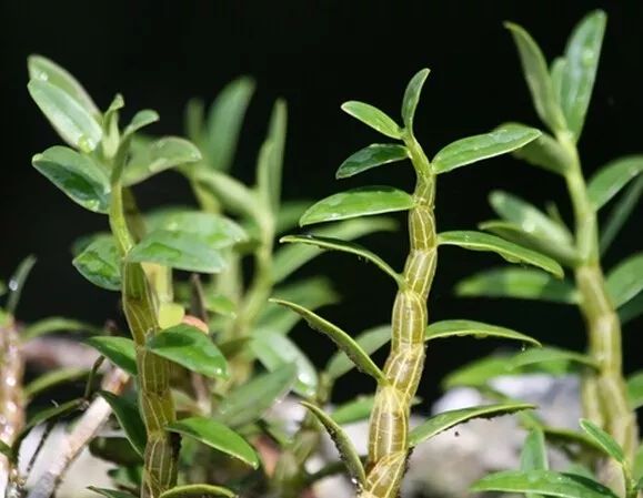 铁皮石斛十大药用价值及6款药膳千万别错过