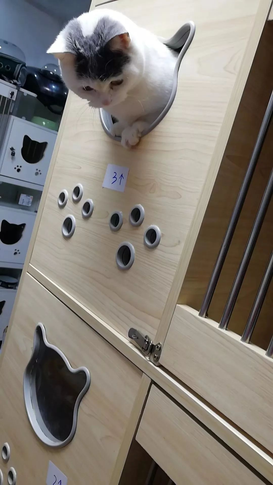 武汉“封城”后的宠物营救计划