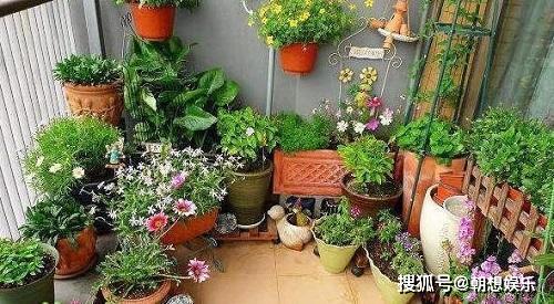 适合家里养的花高颜值 edc50e5ca2eb4e458a9657db64f4a7e2.jpeg