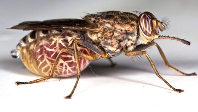 盘点那些年由动物病毒引发的疫情