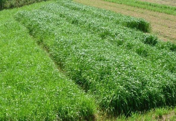 多花黑麦草种植的技术特点如何?
