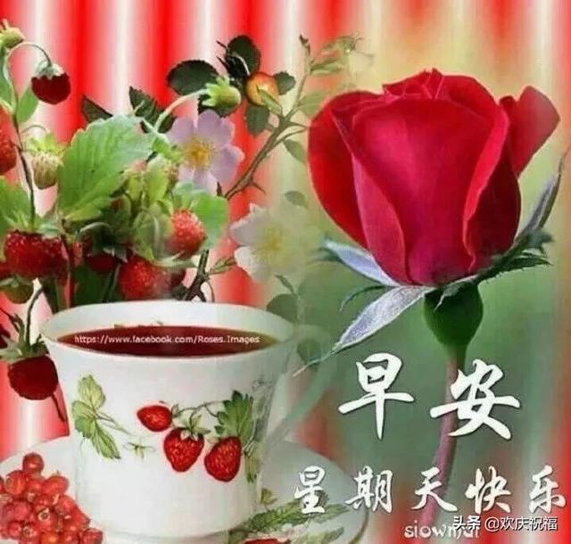 周四微信早上好鲜花动态图片带字,温馨的早安祝福句子