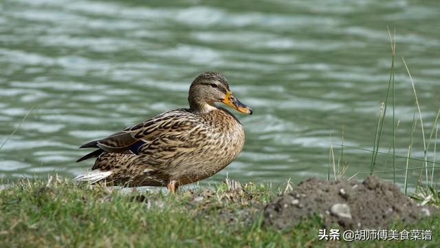 除了蝙蝠,这18种动物肉都是野生的,为了家人健康,一定要管住嘴