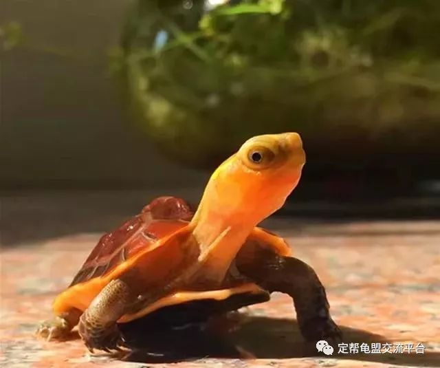 梦境解析，蛇、乌龟与帝王蟹的深层含义