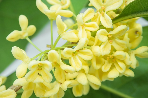 美丽馨香的桂花还能上餐桌 这几道菜学起来!_食用