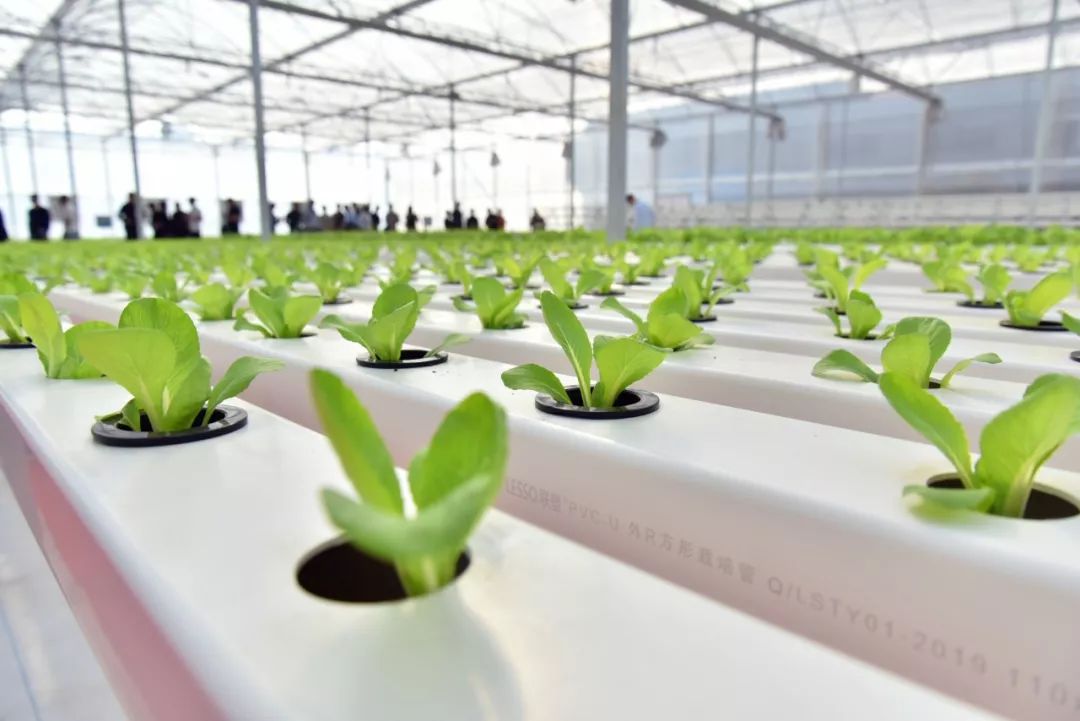 如何种植蔬菜在家 2e6b2348c29042ff8807a9bfe5f6e9f9.jpeg