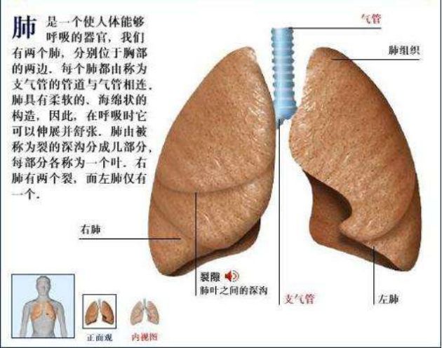 新型肺炎是病毒从口鼻侵入了人体的呼吸系统 【知识点】人的呼吸系统