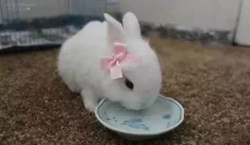 怎么养兔子才能赚钱 32bf6dd4dfe7415fa9d88e4049406a99.jpeg