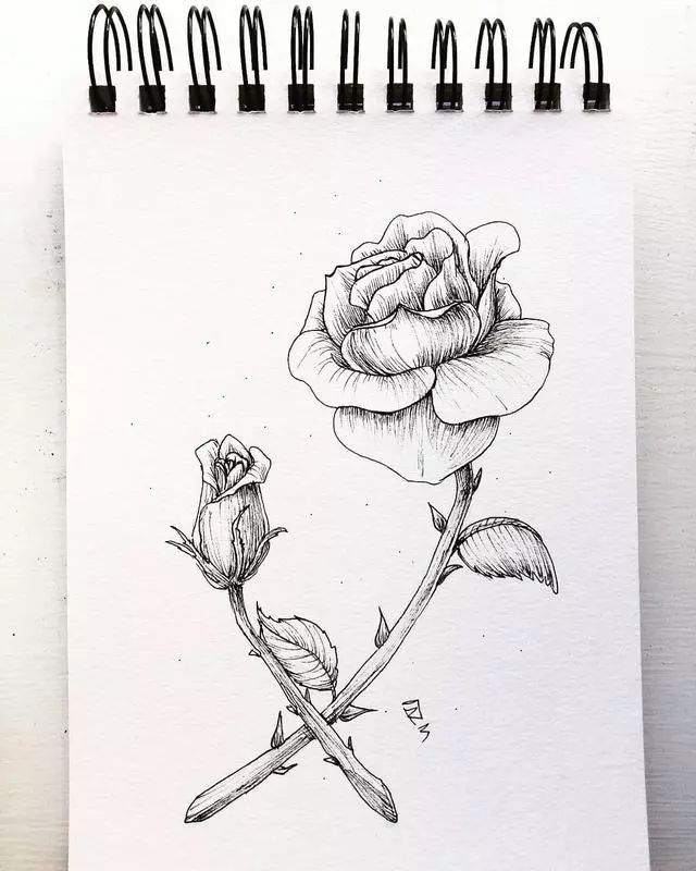 50种植物花卉素材线描练不好就画它