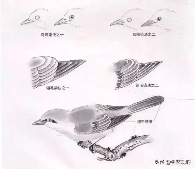 中国羽毛画 传统工笔禽鸟画法，真详细_搜狐网