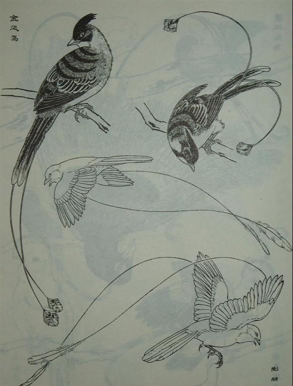 工笔画素材白描图谱之百鸟图干货