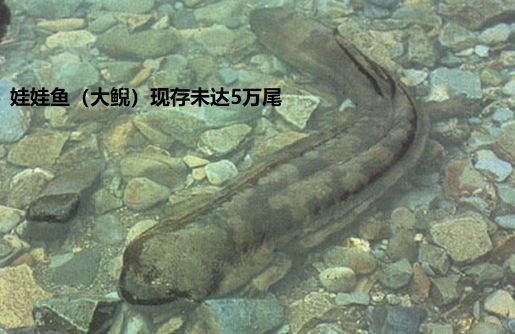 如何杀娃娃鱼正确方法 87a44353cc8a44e694eb84d9f77a7e92.jpeg