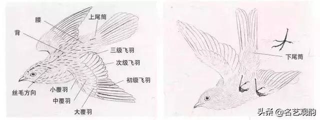 中国羽毛画 传统工笔禽鸟画法，真详细_搜狐网