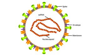 mers-cov的基因组结构与病毒粒子(the mers-cov genome           and