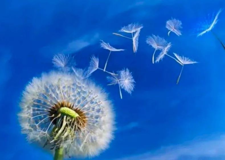 简单的生活平和的心态 b090adef524e4f7990dcacbc92f4a7c1.jpeg