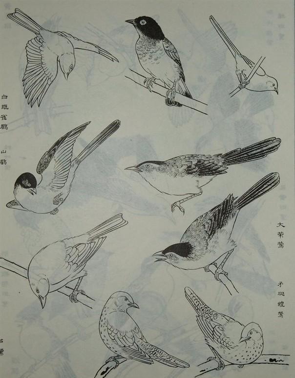 工笔画素材白描图谱之百鸟图干货