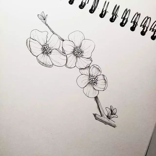 50种植物花卉素材线描练不好就画它