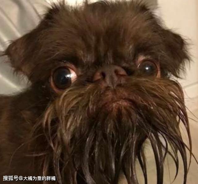 如何给狗狗洗胡子 ec6f4f57c48447a782dfdd4d41032737.jpeg